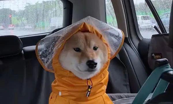 “妈妈给买了个破雨衣，狗子却敢怒不敢言...”哈哈哈哈哈哈 - 2