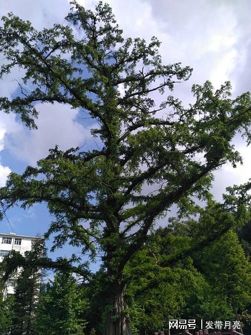 水杉树白垩纪就出现的树，一种被称作“国宝”的植物！ - 5