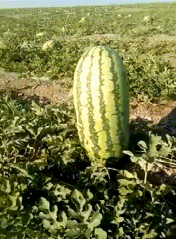 搞笑GIF趣图：顶天立地的一个西瓜，绝对是此处的瓜王 - 3