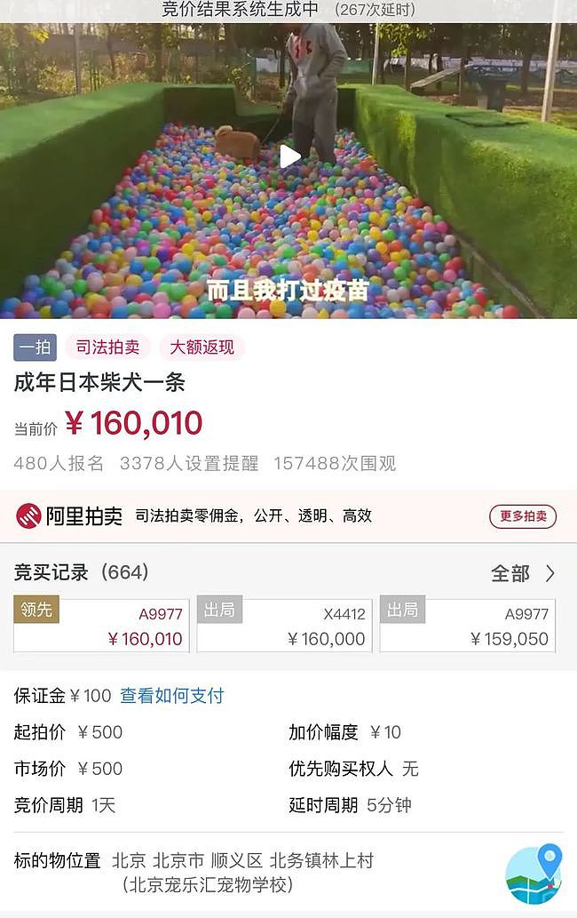 480人竞买，15万人围观，网红柴犬登登“天价”成交…… - 2