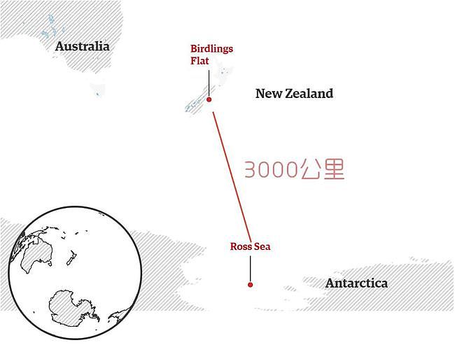 史上最倒霉路痴企鹅，竟从南极迷路到新西兰，离家3000公里！ - 3