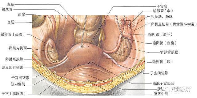 解剖丨膀胱、前列腺、尿道、生殖系统 - 28