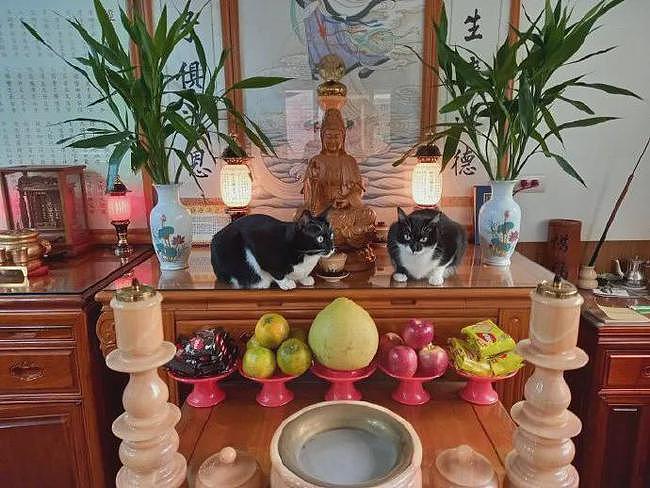 这两猫每天都会在神龛上，就这样看着，也不知在守什么！ - 3