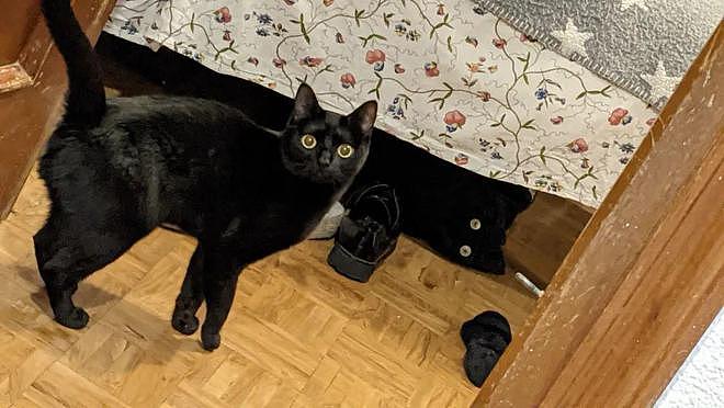 网友看到猫躲在床底，叫它也不理，想过去将它拖出来，下一秒... - 2