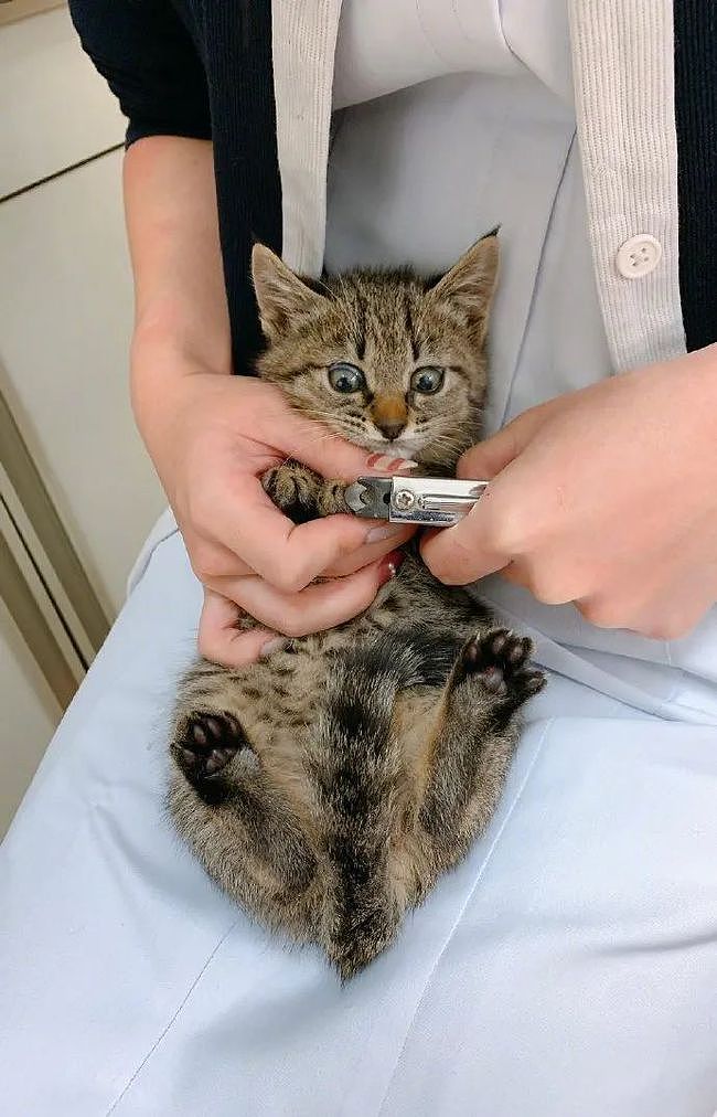 第一次剪指甲的小猫，一脸懵懵的，这小表情亮了！ - 1