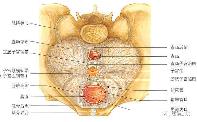 解剖丨膀胱、前列腺、尿道、生殖系统 - 30