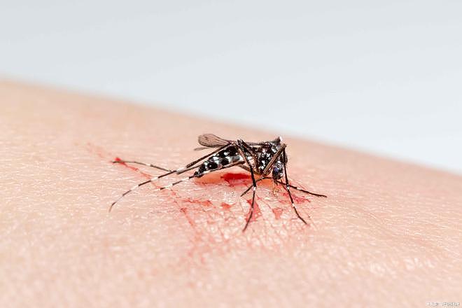 持续50年，堪比二战还要激烈？与蚊子的斗争，为何糖友们更危险？ - 3