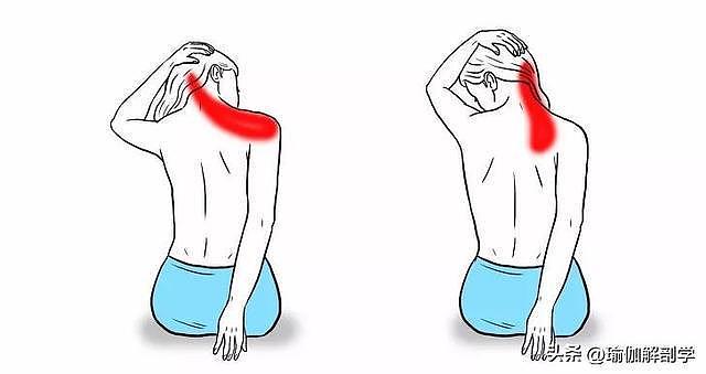 10张精准拉伸解剖图，“肩颈疼痛”这样练就对了！ - 6