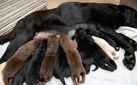 拉布拉多生了10只小狗，结果生着生着竟然没墨了… - 2