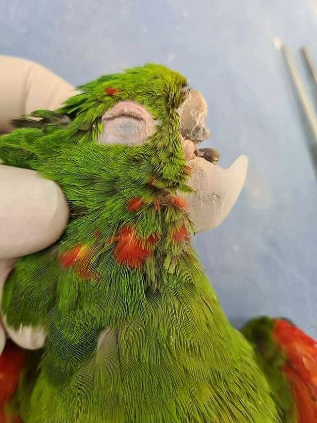 动物专家亲手重造鸟喙，巴西受伤鹦鹉重获新生 - 6