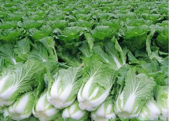 乳腺结节的“发物”是白菜？建议：少吃3种蔬菜，防止结节飙长 - 2