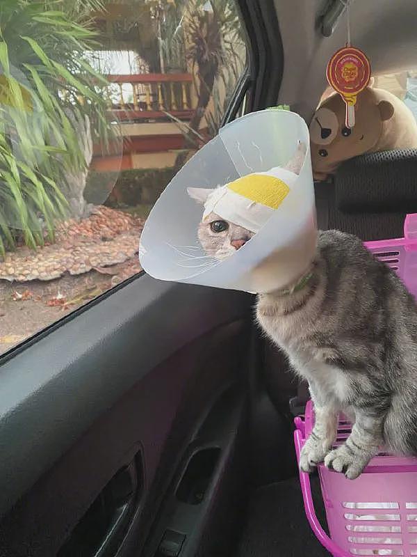 猫受伤被带去医院包扎完，回来路上，它的心情久久不能平静！ - 1