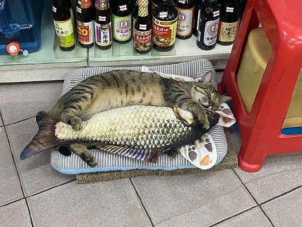 去买东西要等付账时，却看到猫老板在睡觉，这要怎么结账？ - 1