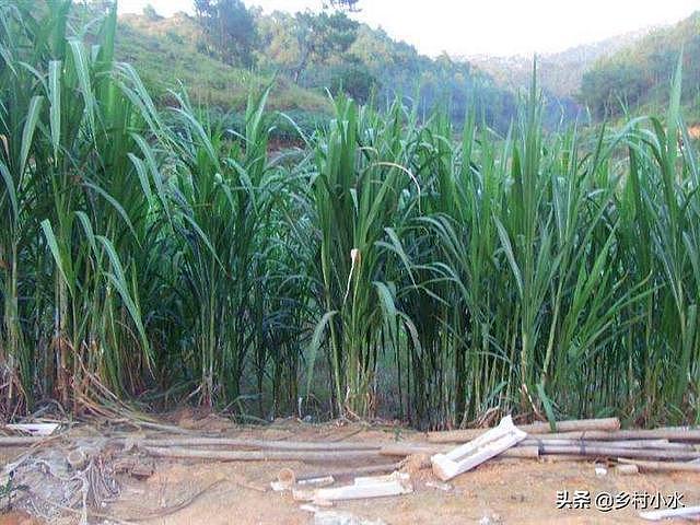 搞养殖先种草，皇竹草号称“饲草之王”，亩产达30吨 - 6
