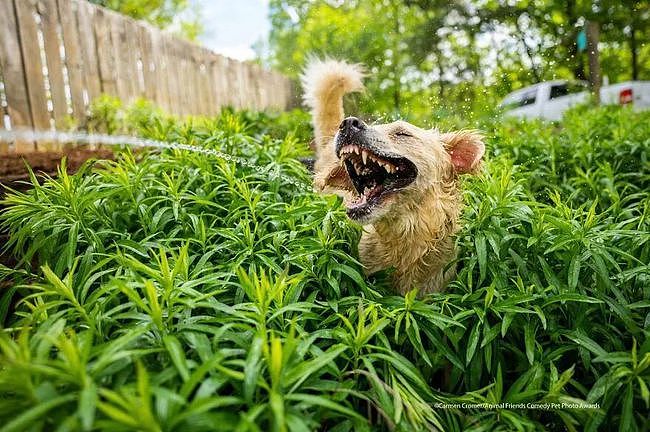 凭借一个“泡泡屁”，狗子荣获2021年的搞笑宠物摄影奖总冠军！ - 3