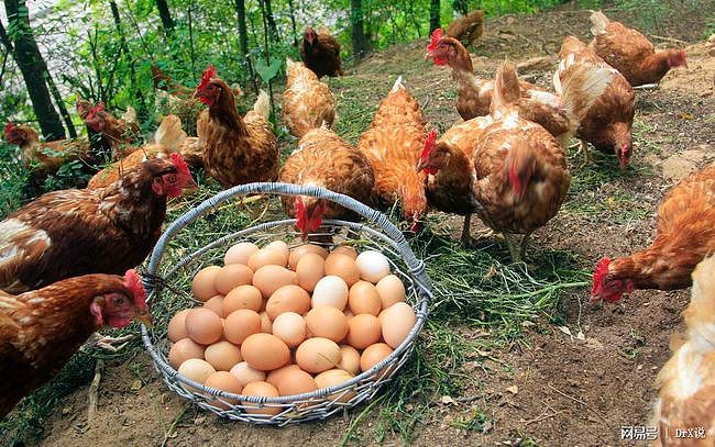 红皮鸡蛋比白皮鸡蛋更“养人”？几块和几十块的鸡蛋，差在哪？ - 2