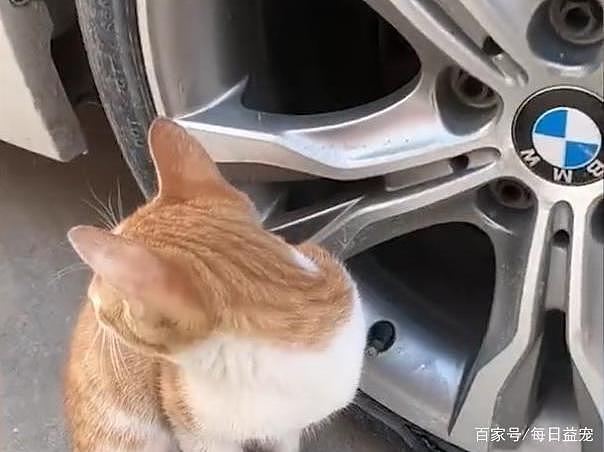 猫咪不停地在车胎旁徘徊，车主上前一看，太暖了吧！ - 2
