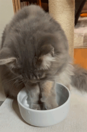 网友吐槽猫咪不喝干净的水，每次都泡完脚后才喝：这颜值，干啥都可以！ - 9