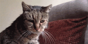 快来吸吸这只23岁的寿星猫，铲屎官：照顾长寿猫真的很简单！ - 20