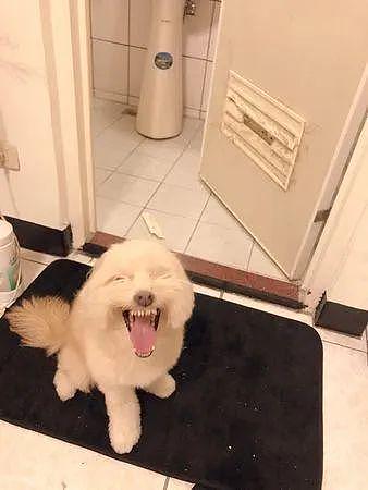 狗子把厕所门拆了，被发现后还一脸大笑：这门质量不行！ - 1