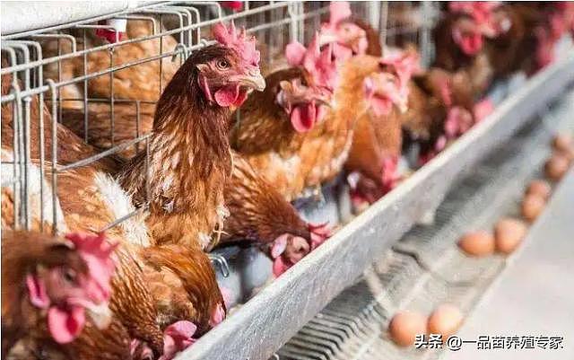 毛鸡月度上涨15%，鸡苗上涨166%，这两个因素决定了鸡价未来走势 - 3
