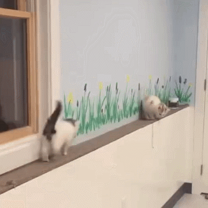 两只小猫在窗台上狭路相逢，结果……哈哈哈哈！ - 1