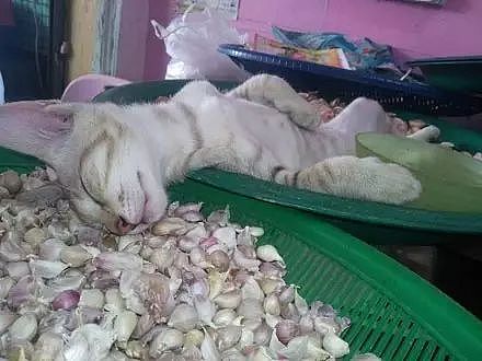 买蒜偶遇猫老板在酣睡……网友：这猫是不是被熏晕了！？ - 2