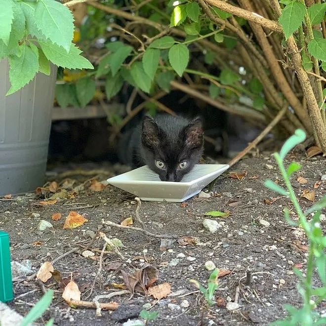 害羞小黑猫每天来吃饭却不进门，有次终于大胆走进家门求收编…… - 3