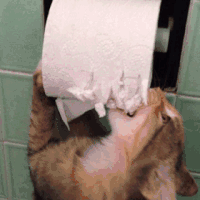 自从养了猫，我上厕所都没纸用 - 11