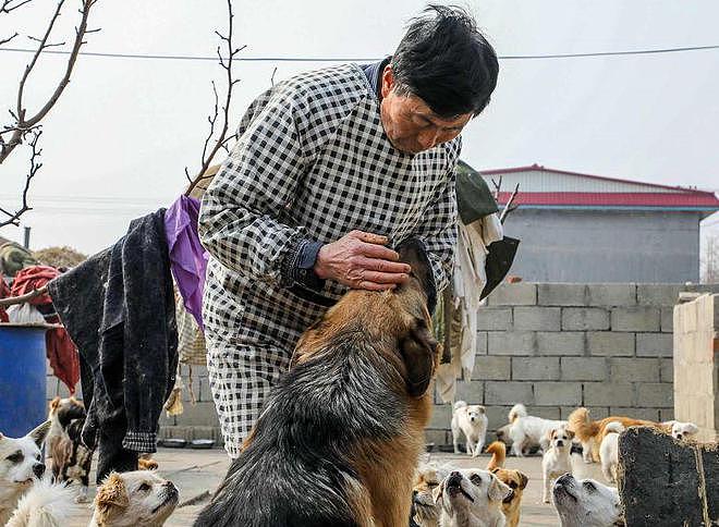 “疫情之下，几百只流浪狗饥荒缺粮”，74岁绝症老人抱着狗狗求人模样让人泪目... - 1