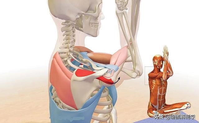 瑜伽开肩，肩关节的8大解剖运动形式及对应体式，一定要知道 - 1