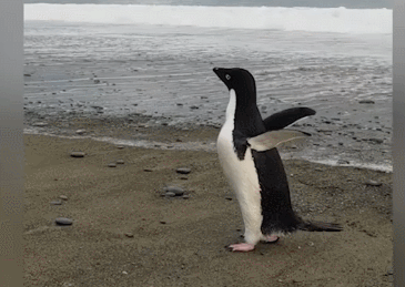 史上最倒霉路痴企鹅，竟从南极迷路到新西兰，离家3000公里！ - 7