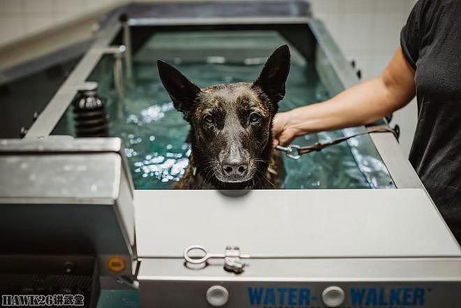 德国警犬训练员走进军犬学校 接受专业培训 对受伤警犬进行治疗 - 5