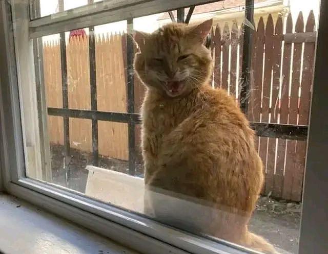橘猫窗外大喊开门，吓得女孩赶紧找食物，女孩：不对，我没猫啊？ - 2