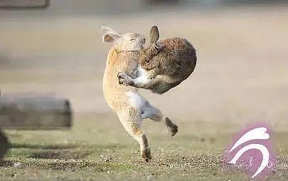 兔兔打起架来能有多可爱？在摄影师的镜头里都能看见哦！ - 1