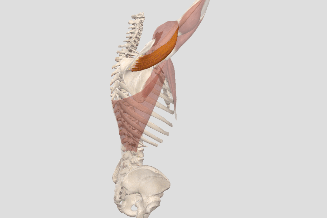 瑜伽开肩，肩关节的8大解剖运动形式及对应体式，一定要知道 - 7