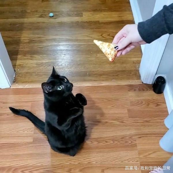 这只聪明的黑猫只要有所求，就会做出某一种动作引人注意！ - 3