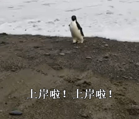 史上最倒霉路痴企鹅，竟从南极迷路到新西兰，离家3000公里！ - 1