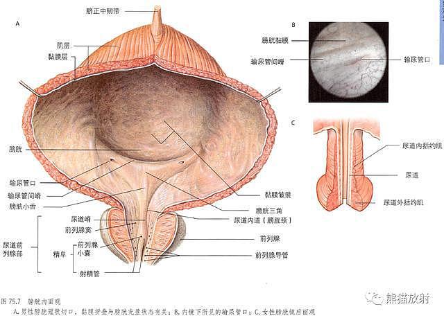 解剖丨膀胱、前列腺、尿道、生殖系统 - 5