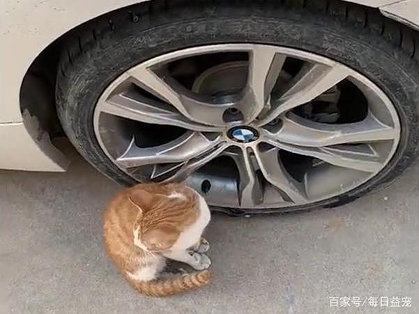 猫咪不停地在车胎旁徘徊，车主上前一看，太暖了吧！ - 4