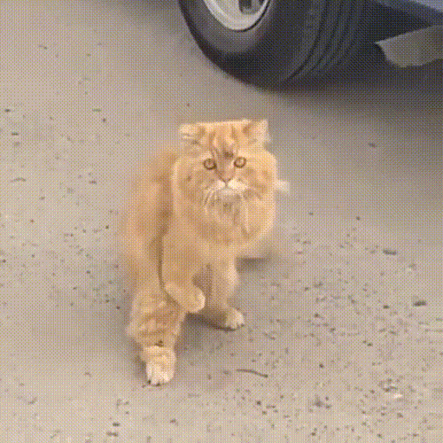 只会揣手的流浪猫，在街头无助徘徊，带回家后它乖巧得让人心疼 - 4