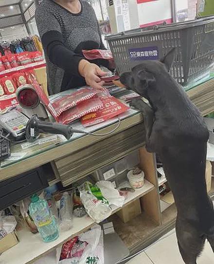 狗子认真帮主人看店，没想到下一秒，它的举动笑喷了！ - 3