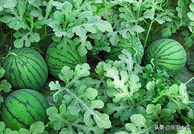 酷夏「解暑神器」西瓜、人人爱吃的红薯种植技巧分享 - 4