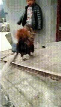 搞笑GIF趣图:整天和公鸡打架，一直分不出胜负！ - 1