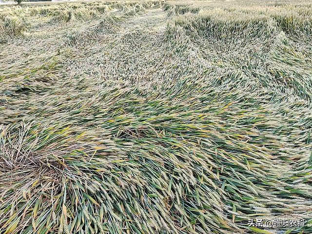 小麦发生倒伏后，采取这些措施最有效，可大大降低产量损失 - 2