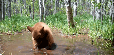 摄像机在野外拍到一头熊，它竟然正在……给自己的玩具熊洗澡！ - 5