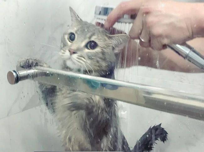 给宝宝洗澡时，猫咪在边上着急地嗷嗷叫，结果...笑裂哈哈哈！ - 4