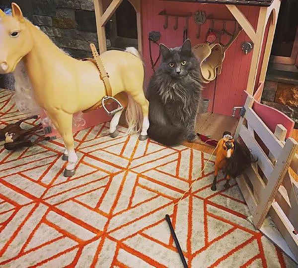 一进房间开灯，就发现猫待在女儿玩的马厩玩具里，把自己当马？ - 2