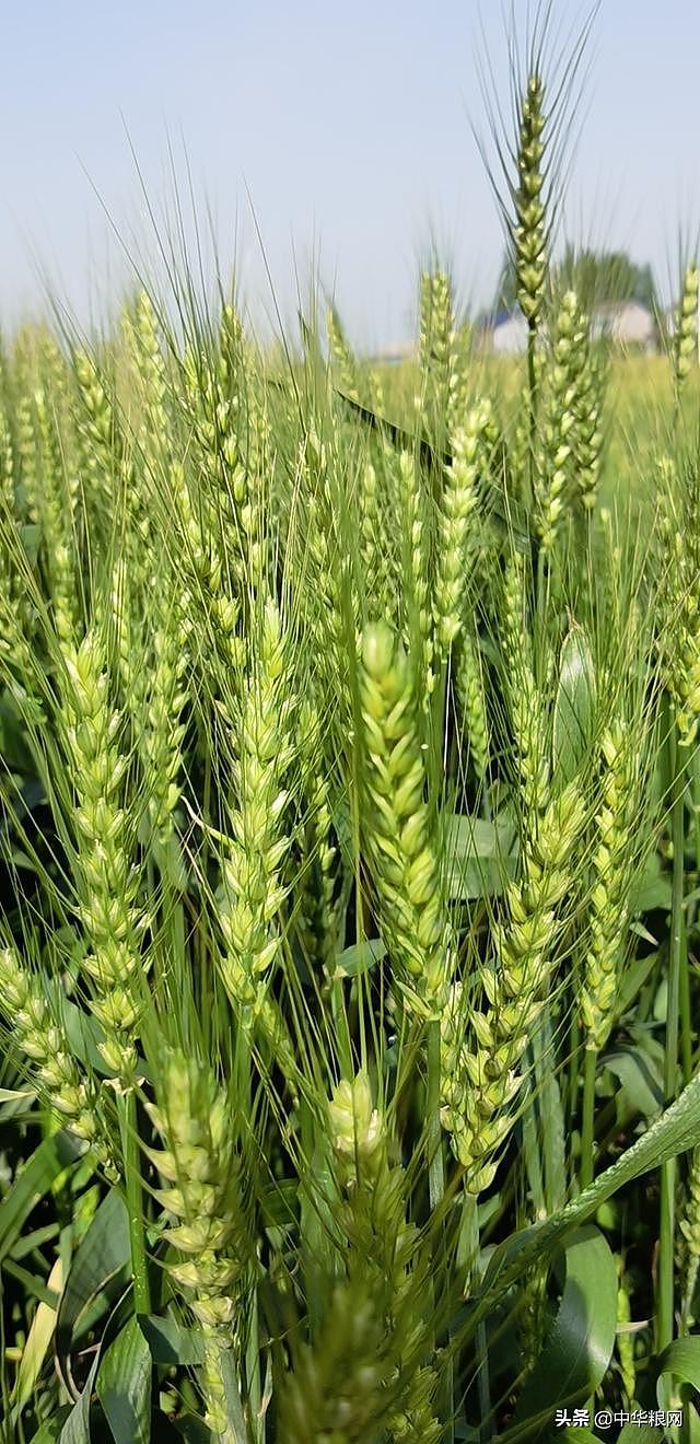 4月18日小麦仍在补涨，储备粮投放力度加大；玉米山东局部上涨 - 1
