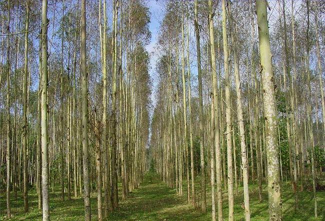 中国最该禁的两种树，一个引发很多疾病，一个毁了7000万亩土地 - 6
